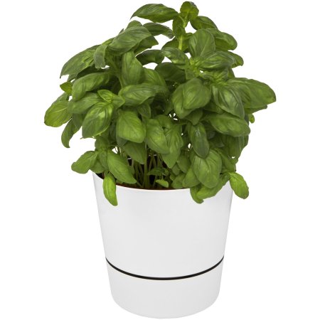Herbs-Topf für die Küche, einzeln