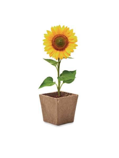 pflanz-set-sonnenblume-beige-3.jpg